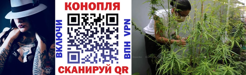 Конопля гибрид Муравленко